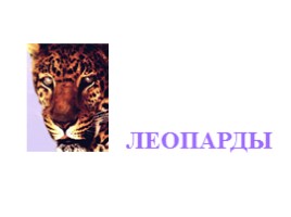 Леопарды, слайд 1