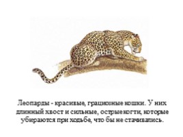 Леопарды, слайд 2