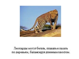 Леопарды, слайд 4
