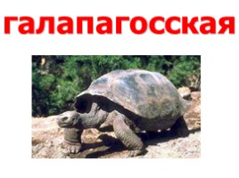 Черепахи (иллюстрации для младшего школьного возраста), слайд 11