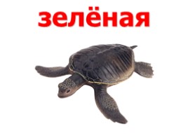 Черепахи (иллюстрации для младшего школьного возраста), слайд 2