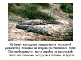 Крокодилы, слайд 11