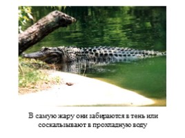 Крокодилы, слайд 8