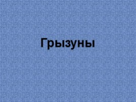 Грызуны (иллюстрации для младшего школьного возраста)