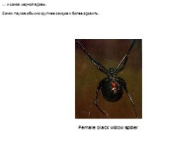 Чем полезны пауки, слайд 13