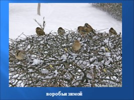 Птицы зимой, слайд 18