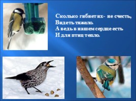 Птицы зимой, слайд 35