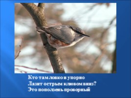 Птицы зимой, слайд 4