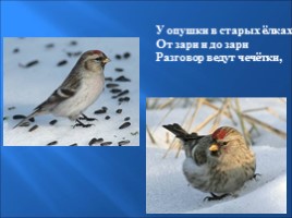 Птицы зимой, слайд 8