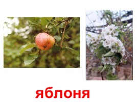 Плодовые деревья (иллюстрации для младшего школьного возраста), слайд 10