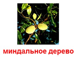 Плодовые деревья (иллюстрации для младшего школьного возраста), слайд 18