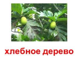 Плодовые деревья (иллюстрации для младшего школьного возраста), слайд 19