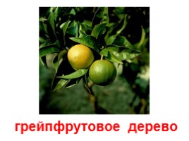 Плодовые деревья (иллюстрации для младшего школьного возраста), слайд 2