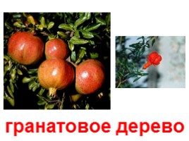 Плодовые деревья (иллюстрации для младшего школьного возраста), слайд 4