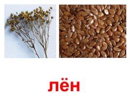 Зерновые растения (иллюстрации для младшего школьного возраста), слайд 9