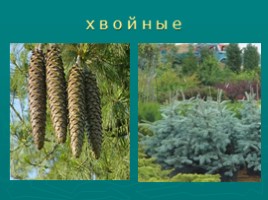 Многообразие растений (водоросли, мхи, папоротники, хвойные, цветковые), слайд 10