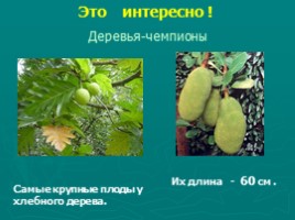 Многообразие растений (водоросли, мхи, папоротники, хвойные, цветковые), слайд 15