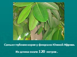 Многообразие растений (водоросли, мхи, папоротники, хвойные, цветковые), слайд 18