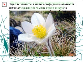 Многообразие растений (водоросли, мхи, папоротники, хвойные, цветковые), слайд 19