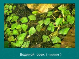 Многообразие растений (водоросли, мхи, папоротники, хвойные, цветковые), слайд 20