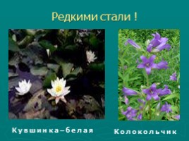 Многообразие растений (водоросли, мхи, папоротники, хвойные, цветковые), слайд 21