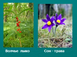 Многообразие растений (водоросли, мхи, папоротники, хвойные, цветковые), слайд 22