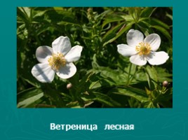 Многообразие растений (водоросли, мхи, папоротники, хвойные, цветковые), слайд 24