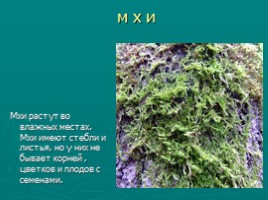 Многообразие растений (водоросли, мхи, папоротники, хвойные, цветковые), слайд 4