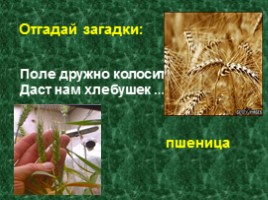Культурные растения, слайд 23