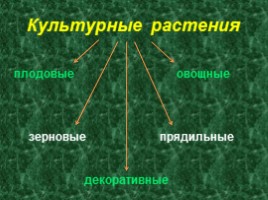 Культурные растения, слайд 3