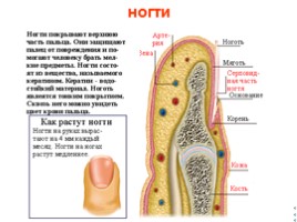 Анатомия человека, слайд 18