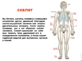 Анатомия человека, слайд 3
