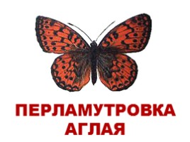 Бабочки Европы и России (иллюстрации для младшего школьного возраста), слайд 10