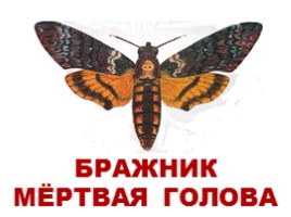 Бабочки Европы и России (иллюстрации для младшего школьного возраста), слайд 11