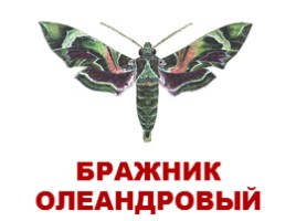Бабочки Европы и России (иллюстрации для младшего школьного возраста), слайд 12