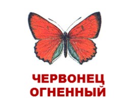 Бабочки Европы и России (иллюстрации для младшего школьного возраста), слайд 2