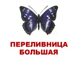 Бабочки Европы и России (иллюстрации для младшего школьного возраста), слайд 3