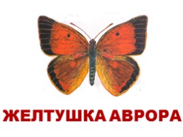 Бабочки Европы и России (иллюстрации для младшего школьного возраста), слайд 6