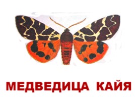 Бабочки Европы и России (иллюстрации для младшего школьного возраста), слайд 7