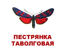 Бабочки Европы и России (иллюстрации для младшего школьного возраста), слайд 9