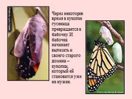 Развитие бабочки, слайд 11