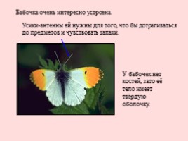 Развитие бабочки, слайд 13