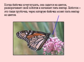 Развитие бабочки, слайд 15