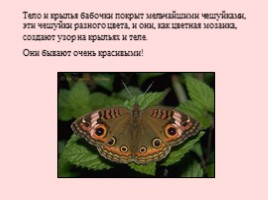 Развитие бабочки, слайд 18
