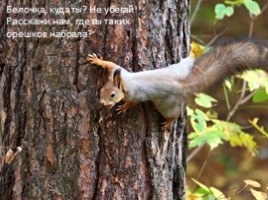 Дары леса - орехи и шишки, слайд 4