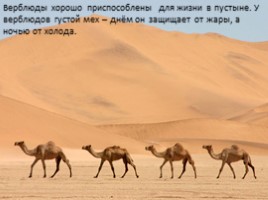 Африканская пустыня, слайд 16