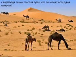 Африканская пустыня, слайд 22