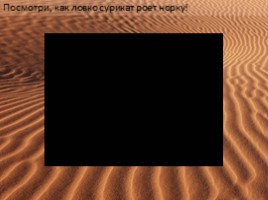 Африканская пустыня, слайд 40