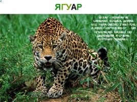 Животные Южной Америки, слайд 35