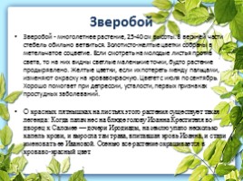 Лекарственные растения Калужской области, слайд 11